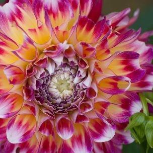 Dahlia Hawaii in the GardenTags plant encyclopedia