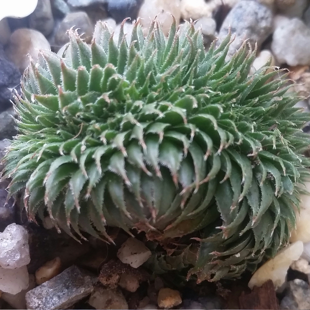 Sempervivum Centennial Crested in the GardenTags plant encyclopedia