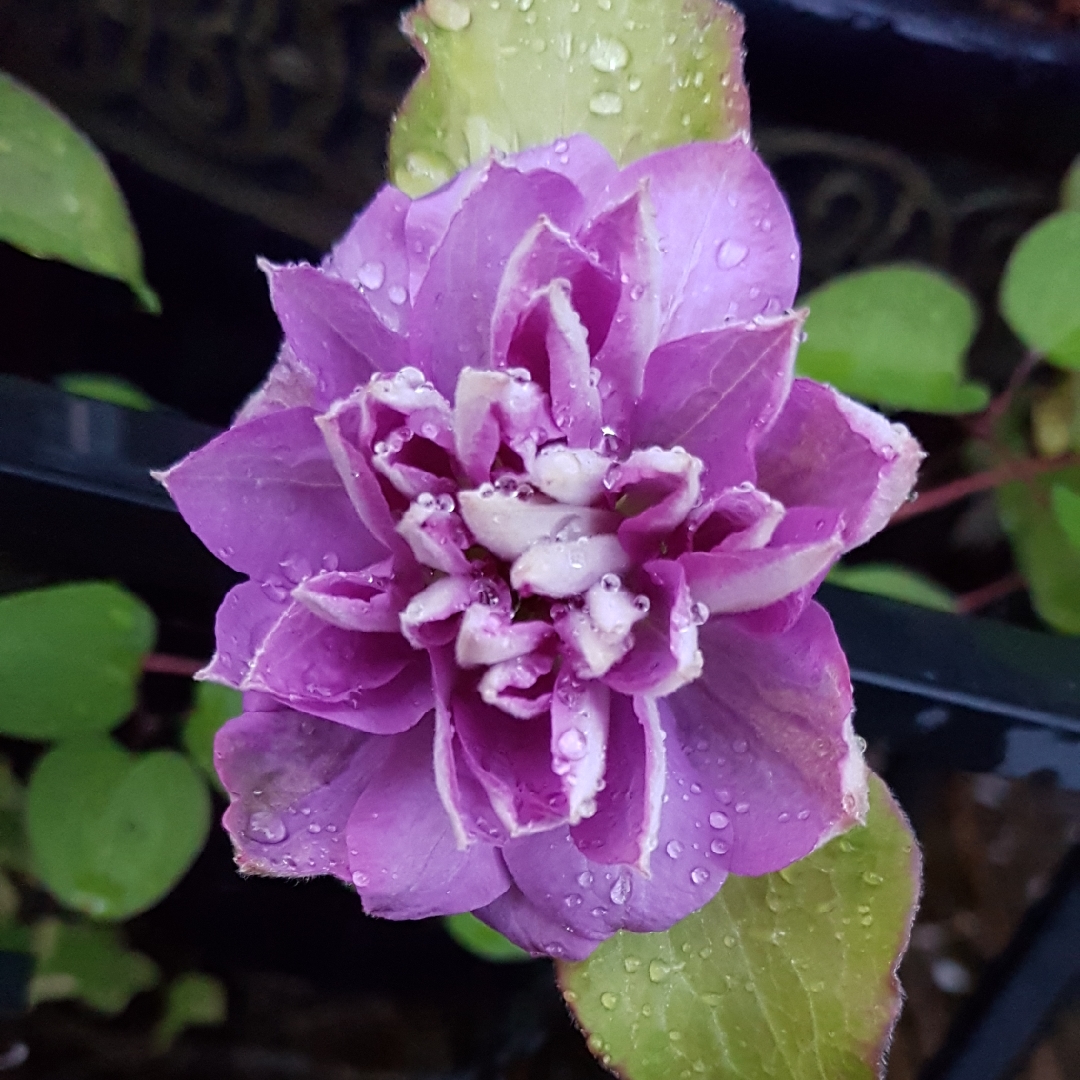 Clematis Princess Charlotte in the GardenTags plant encyclopedia