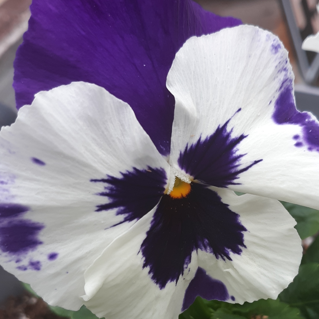 Horned Pansy White Blotch in the GardenTags plant encyclopedia