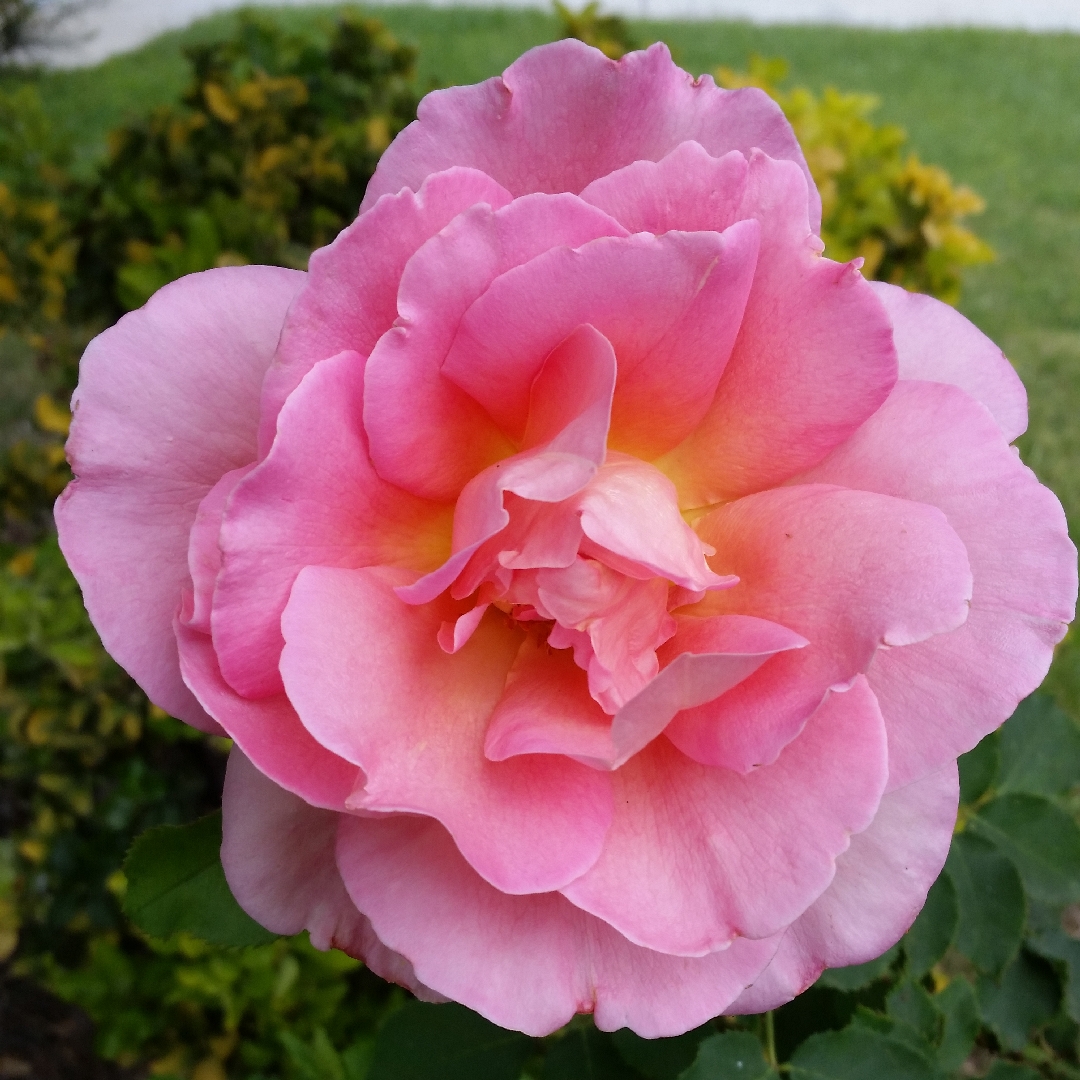 Rose Cherish in the GardenTags plant encyclopedia