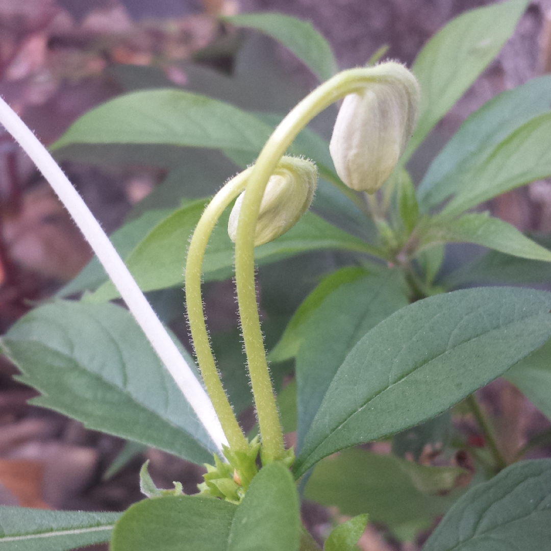 Musical Note Plant in the GardenTags plant encyclopedia