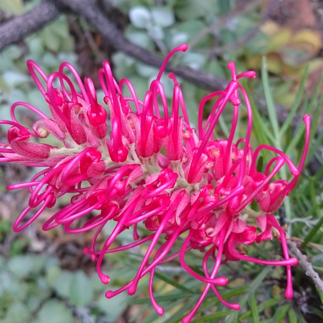 Grevillea Lollipops in the GardenTags plant encyclopedia