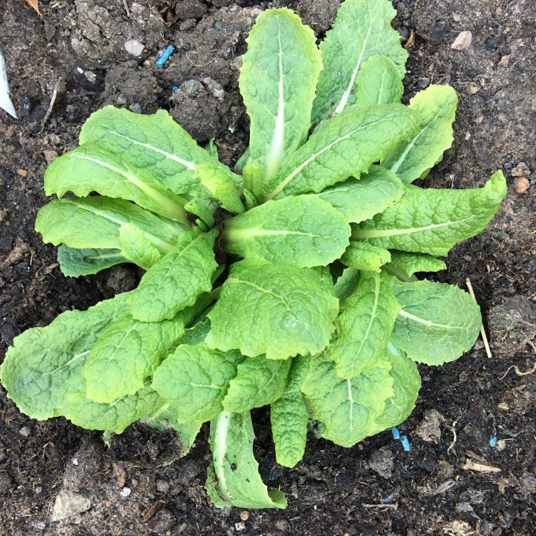 Primula beesiana in the GardenTags plant encyclopedia