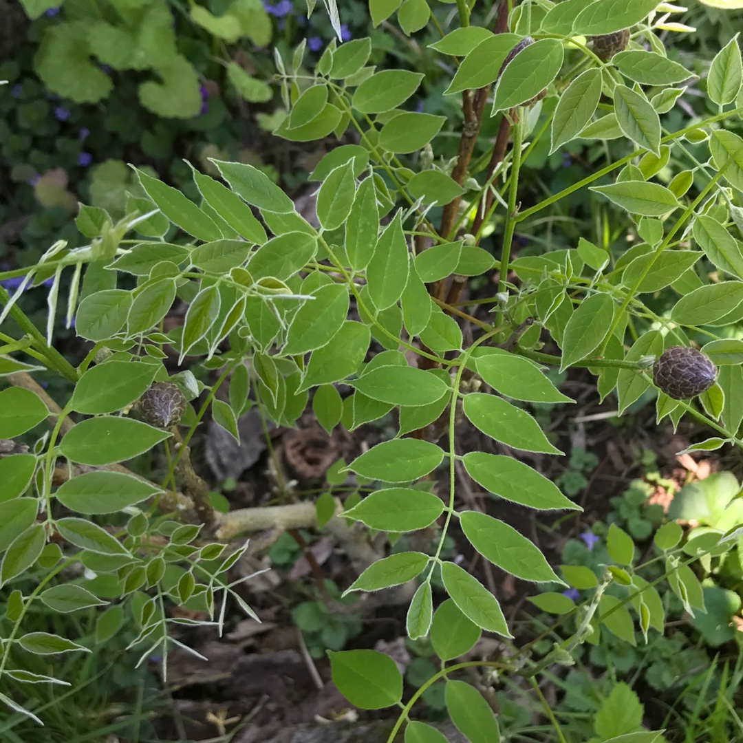 Wisteria Amethyst Falls in the GardenTags plant encyclopedia