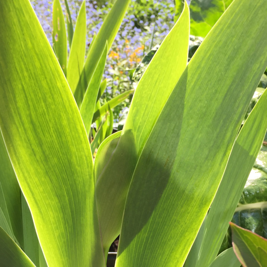 Bearded Iris Blue Rhythm (Tall) in the GardenTags plant encyclopedia