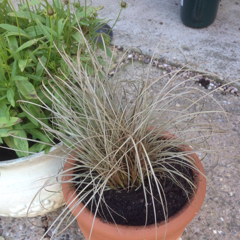 Leatherleaf Sedge in the GardenTags plant encyclopedia