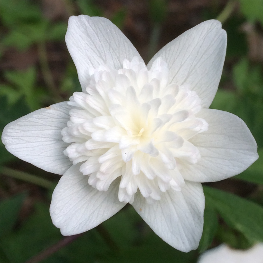 Windflower Flore Pleno in the GardenTags plant encyclopedia