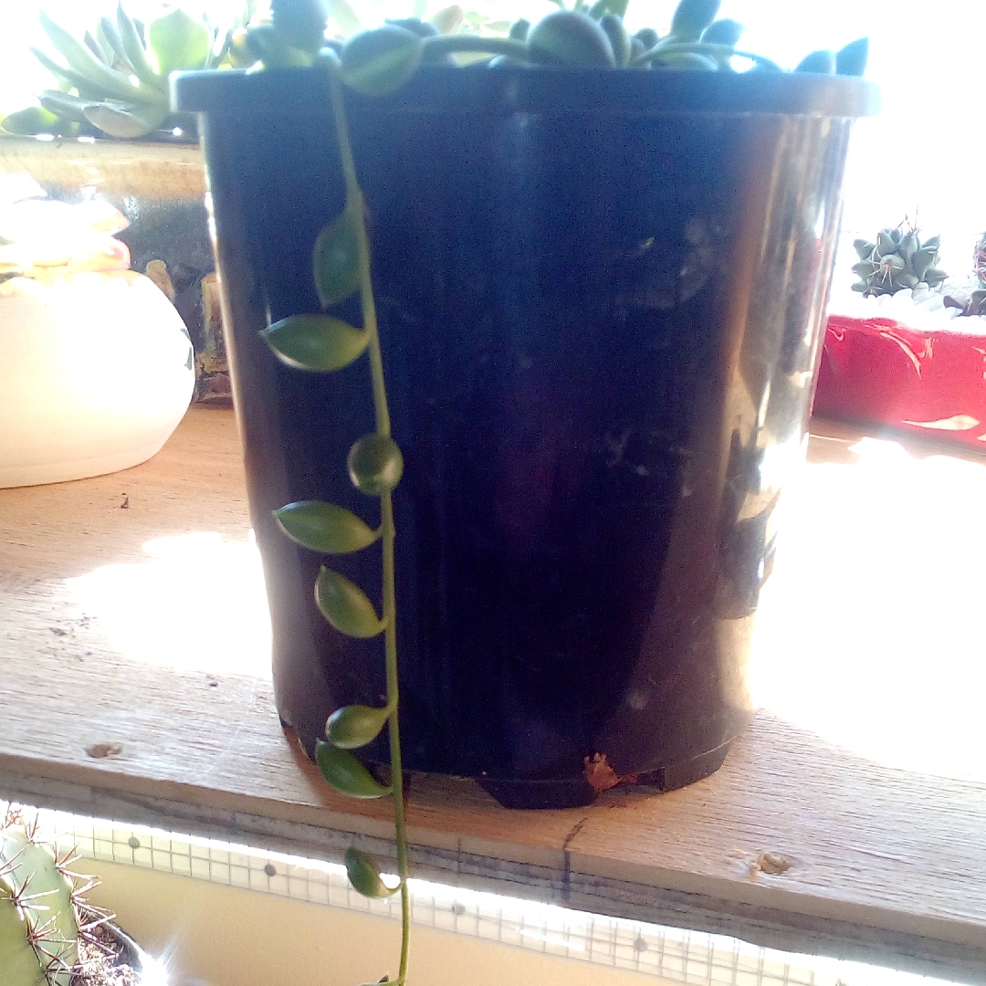 String Of Tears in the GardenTags plant encyclopedia