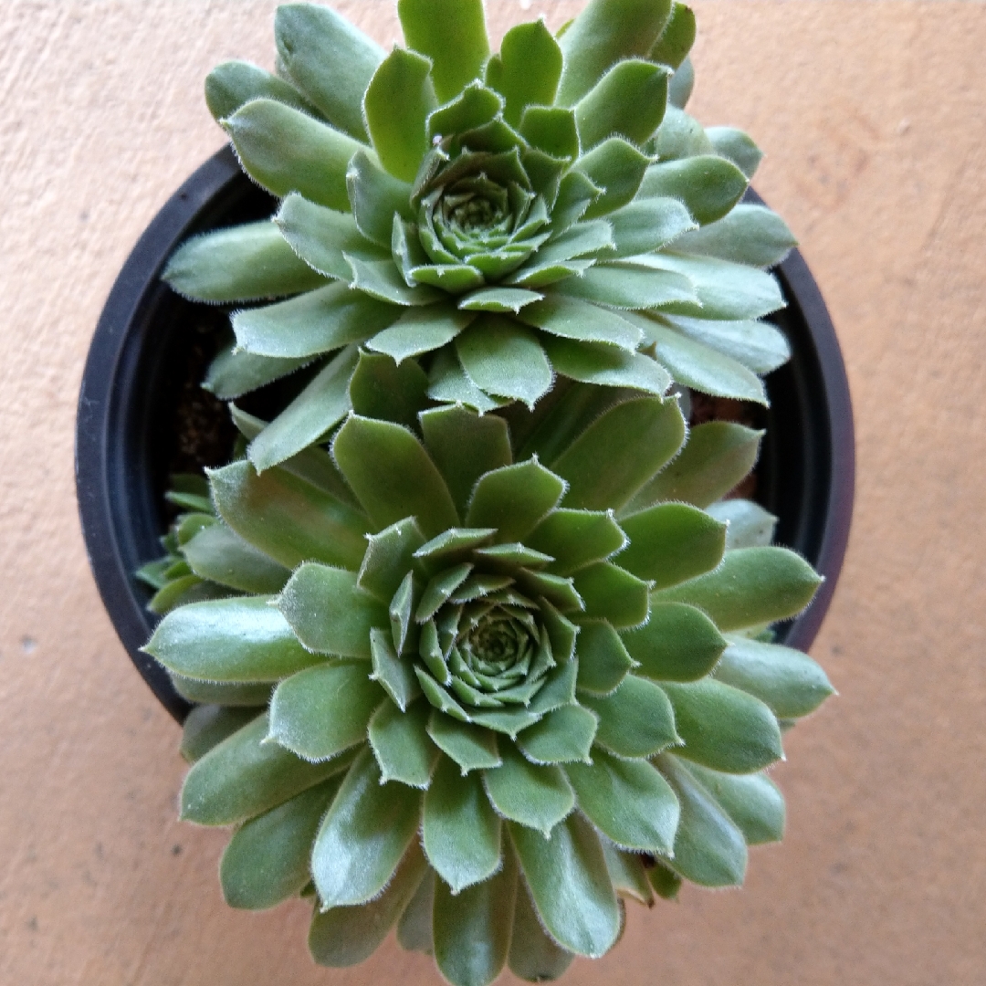 Sempervivum Pilioseum in the GardenTags plant encyclopedia