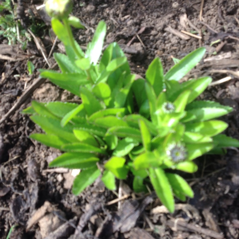 Leucanthemum Lacrosse in the GardenTags plant encyclopedia