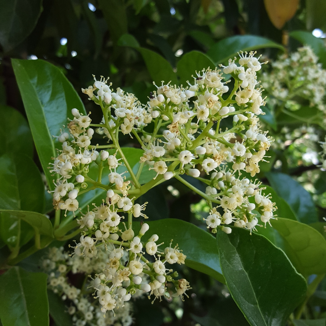 Sandanwa Viburnum in the GardenTags plant encyclopedia