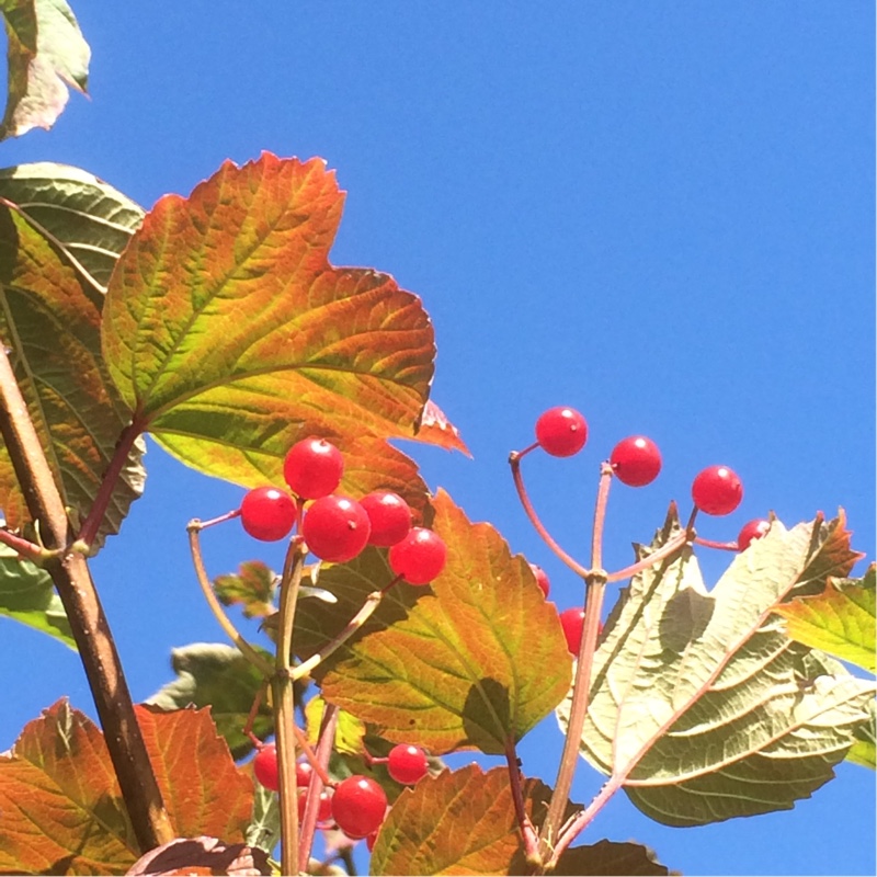 American Cranberrybush Viburnum in the GardenTags plant encyclopedia