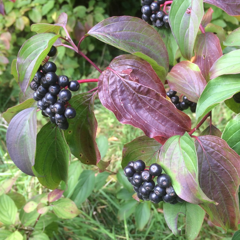 Common Dogwood in the GardenTags plant encyclopedia