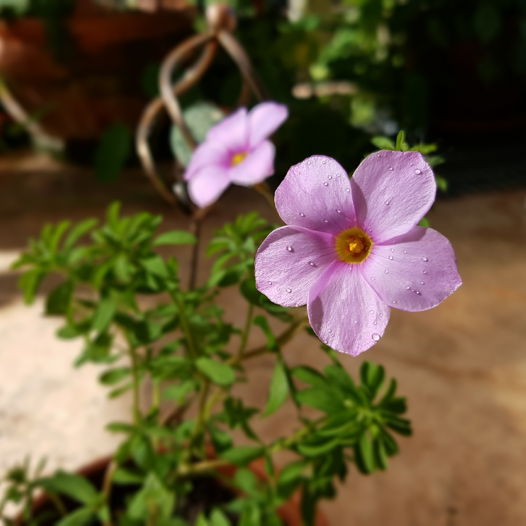 Oxalis hirta in the GardenTags plant encyclopedia