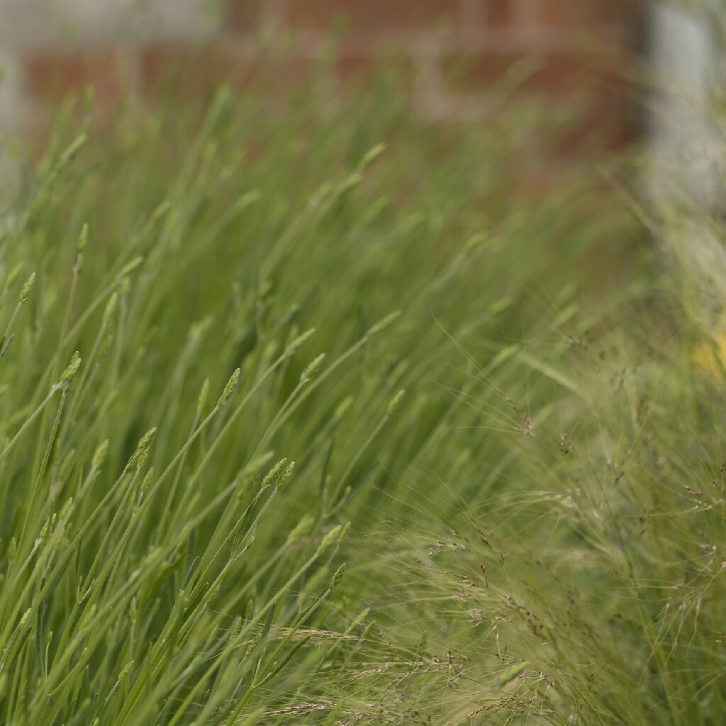 Lavender Grosso in the GardenTags plant encyclopedia