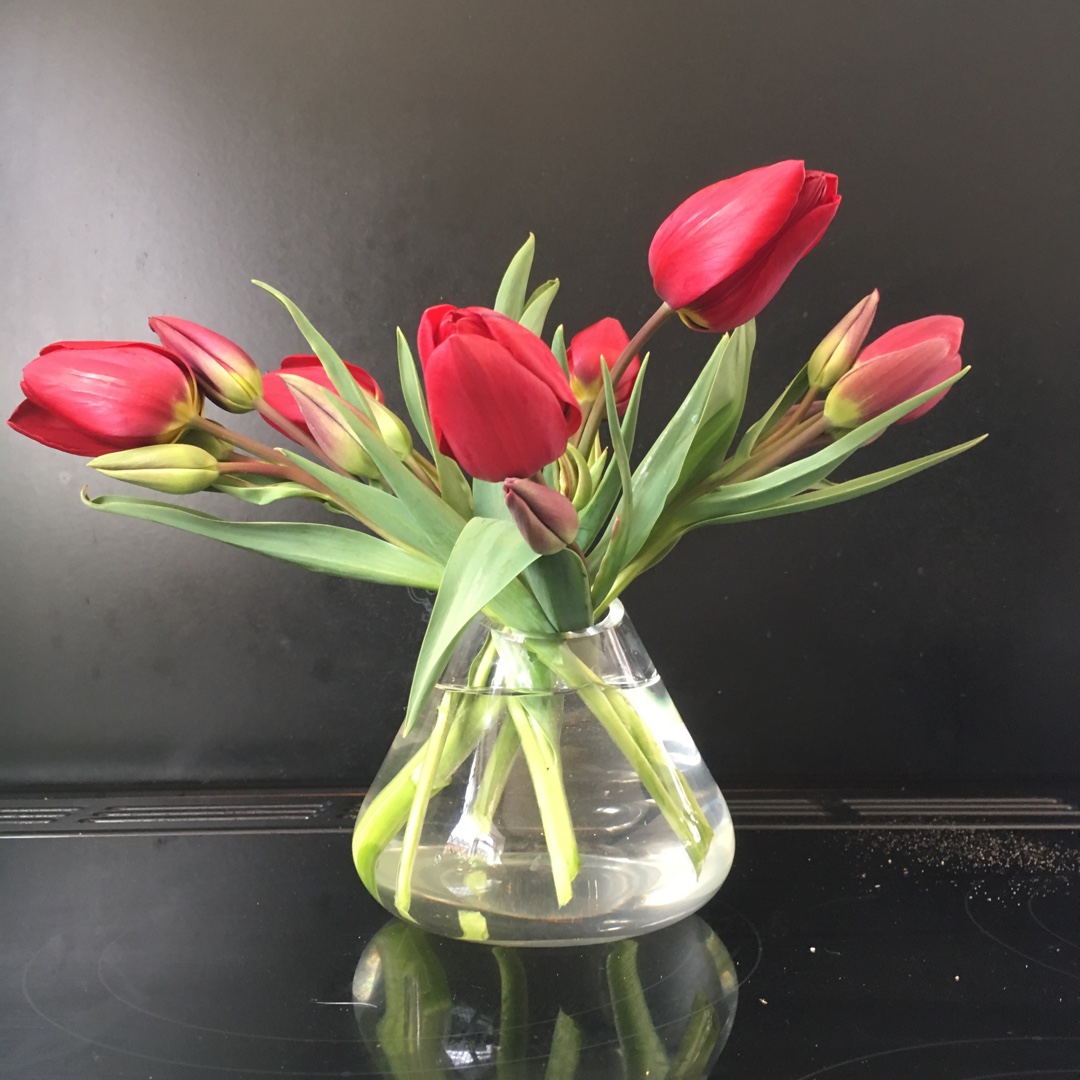 Tulip Red Georgette (Single Late) in the GardenTags plant encyclopedia