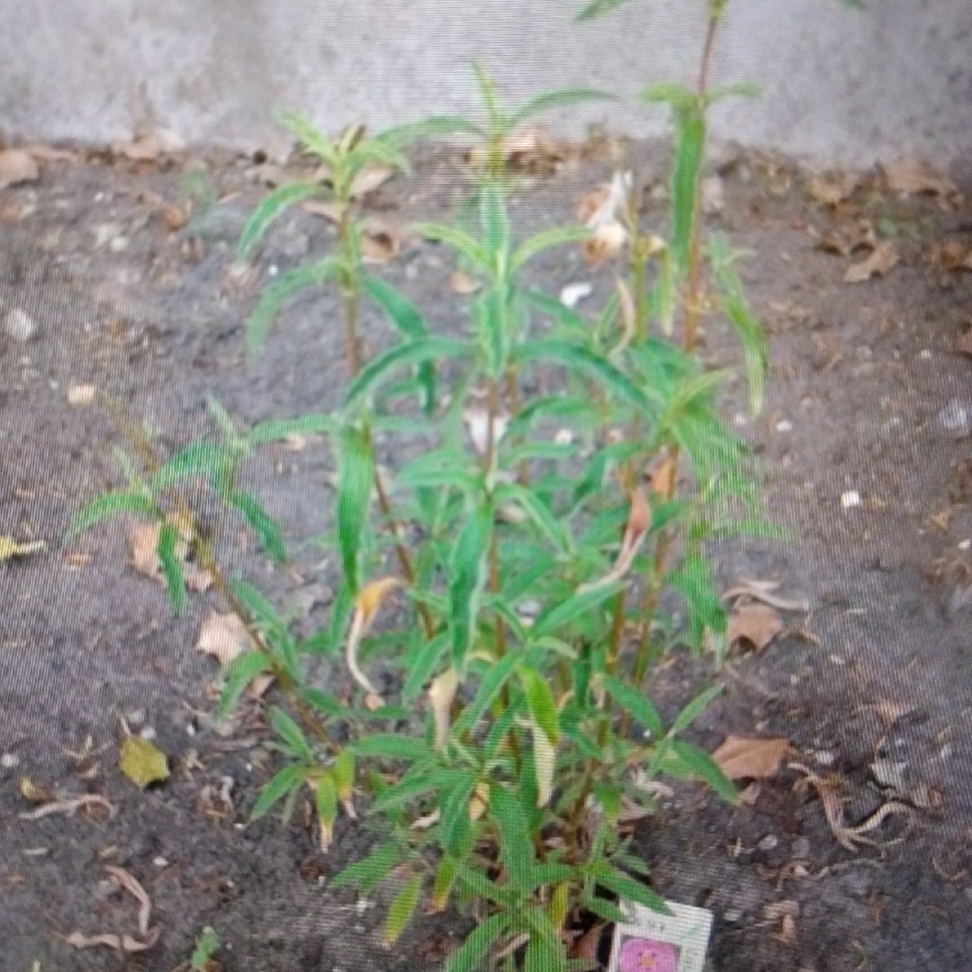 Orchid Rock Rose in the GardenTags plant encyclopedia