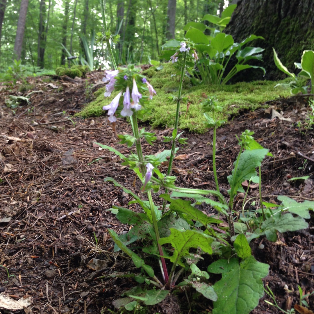 Lyre Leaf Sage in the GardenTags plant encyclopedia