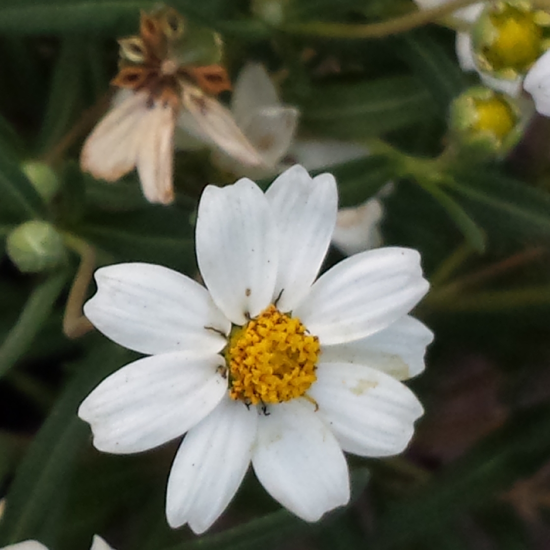 Blackfoot Daisy in the GardenTags plant encyclopedia