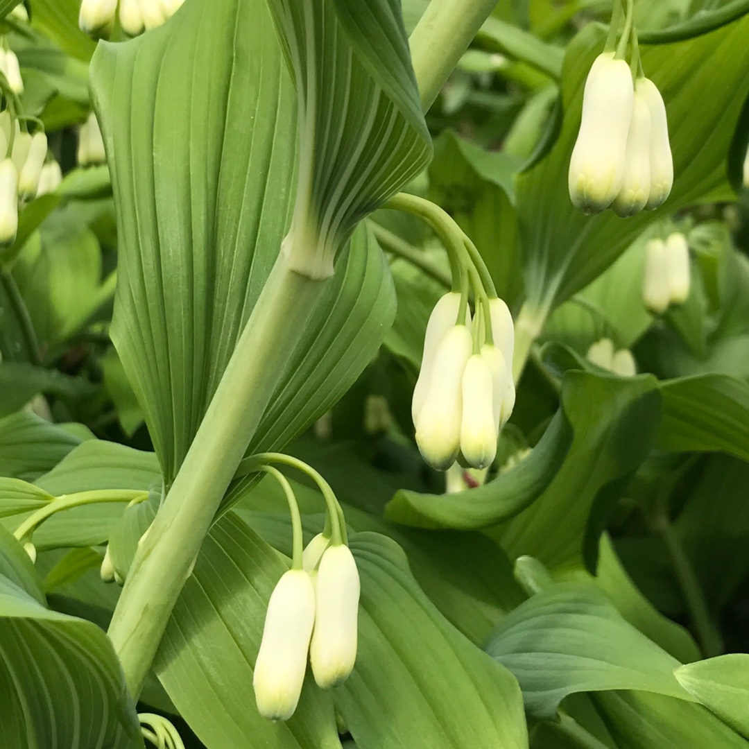 Smooth Solomons Seal in the GardenTags plant encyclopedia