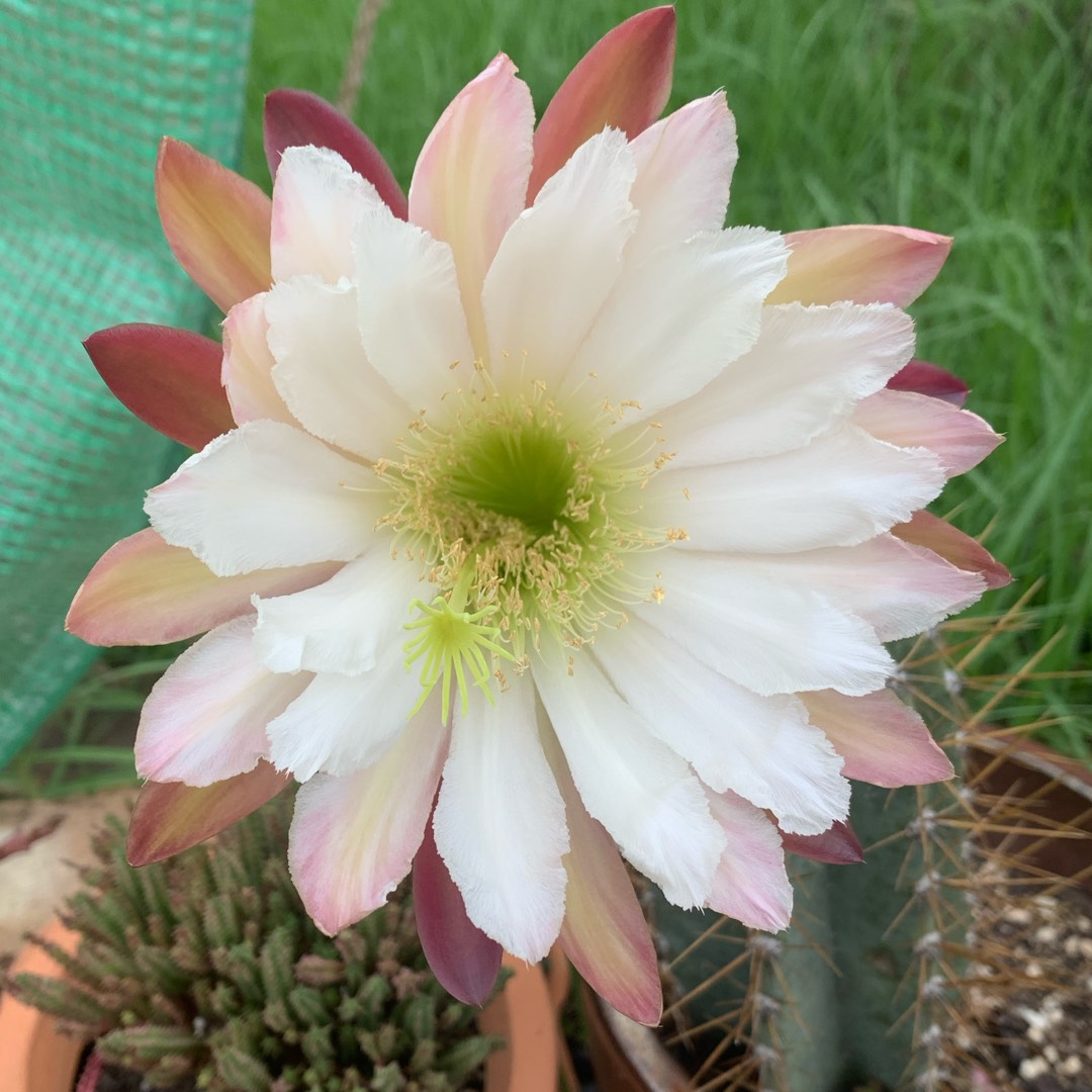 Cereus Cactus in the GardenTags plant encyclopedia