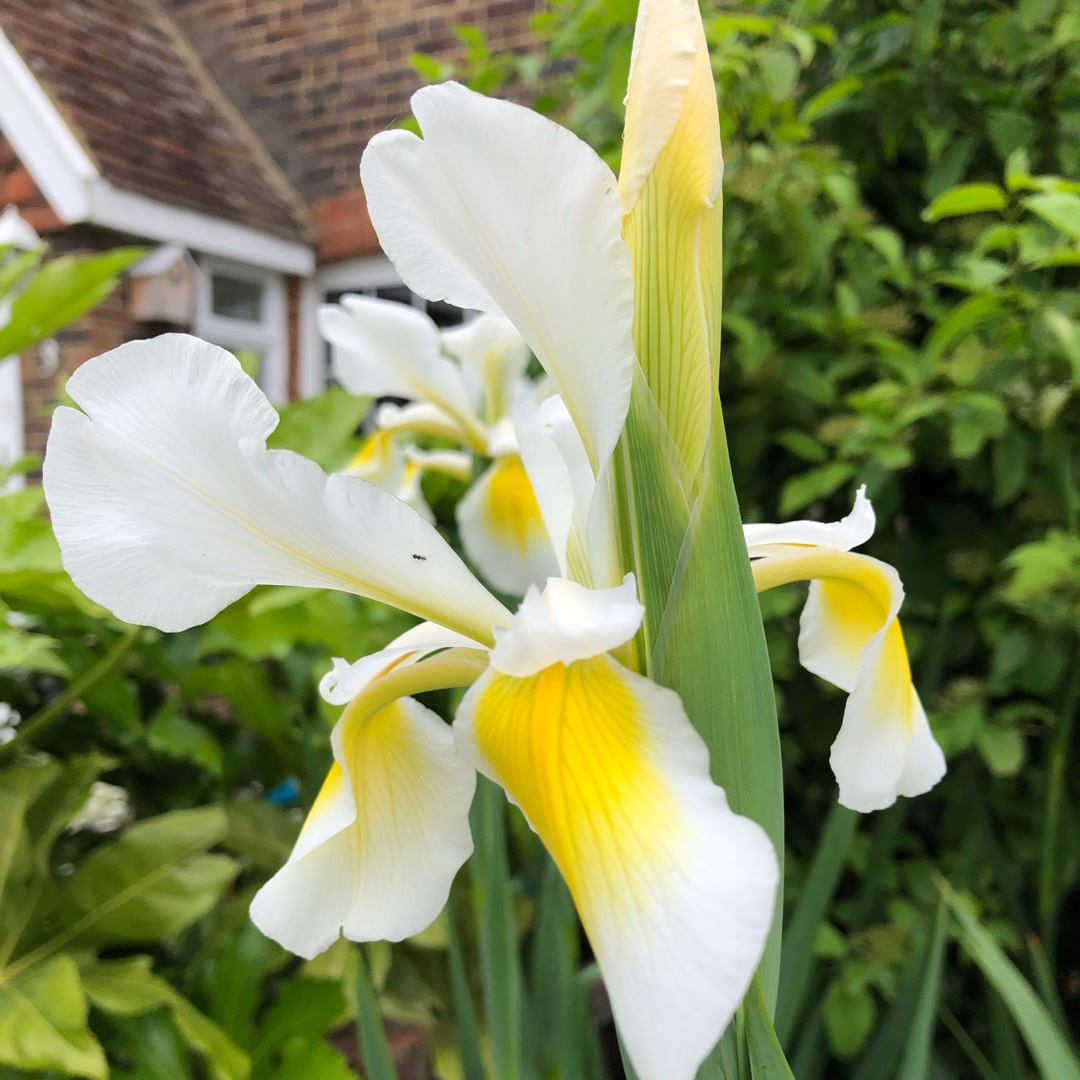 Iris Snow Queen in the GardenTags plant encyclopedia