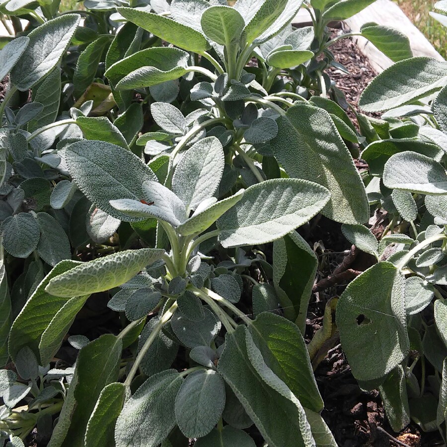 California White Sage in the GardenTags plant encyclopedia