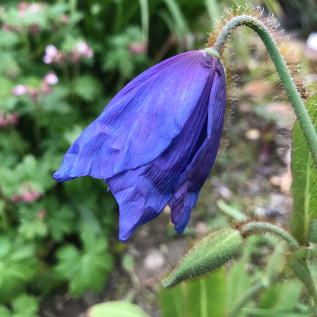 Himalayan Poppy Slieve Donard in the GardenTags plant encyclopedia