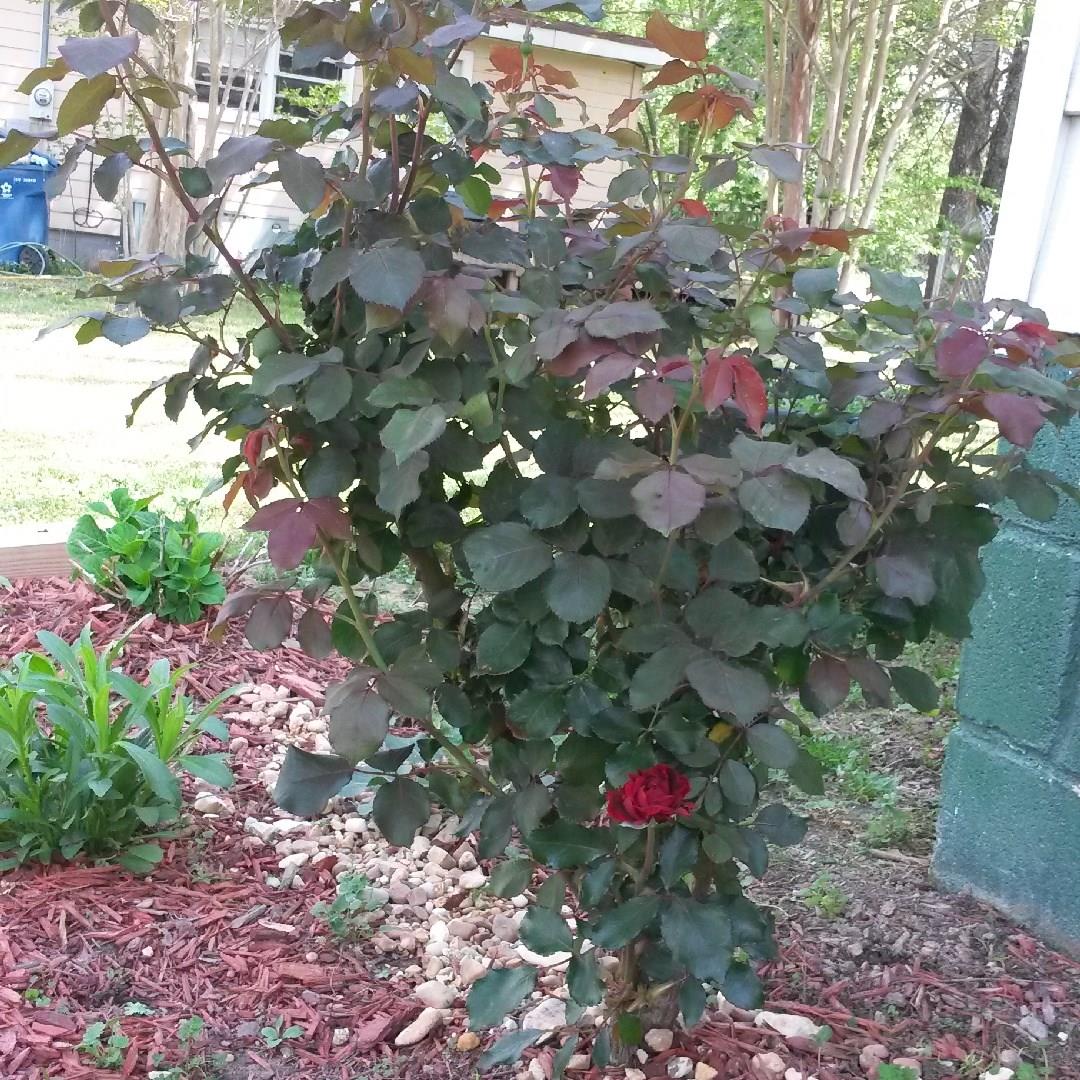 Rose Sharons Glow in the GardenTags plant encyclopedia