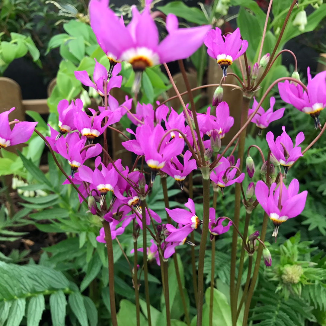 Pretty Shooting Star in the GardenTags plant encyclopedia