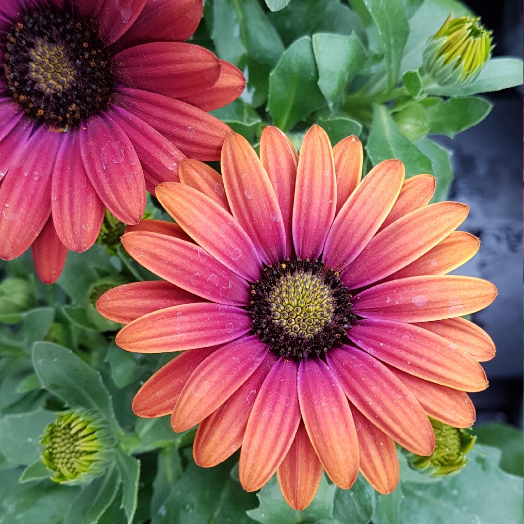 Osteospermum Sunset Purple in the GardenTags plant encyclopedia