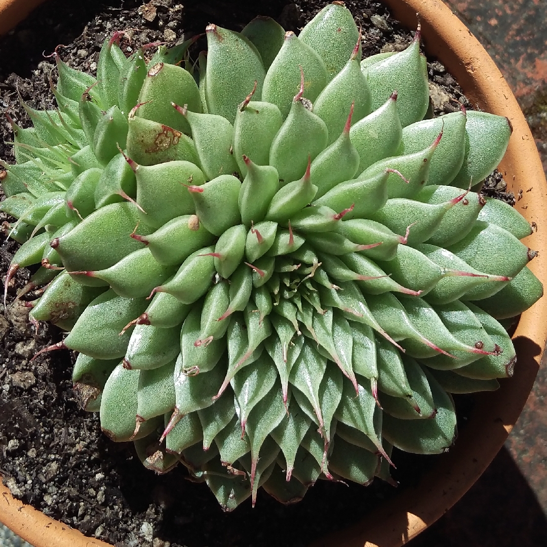 Graptopetalum Filiferum in the GardenTags plant encyclopedia