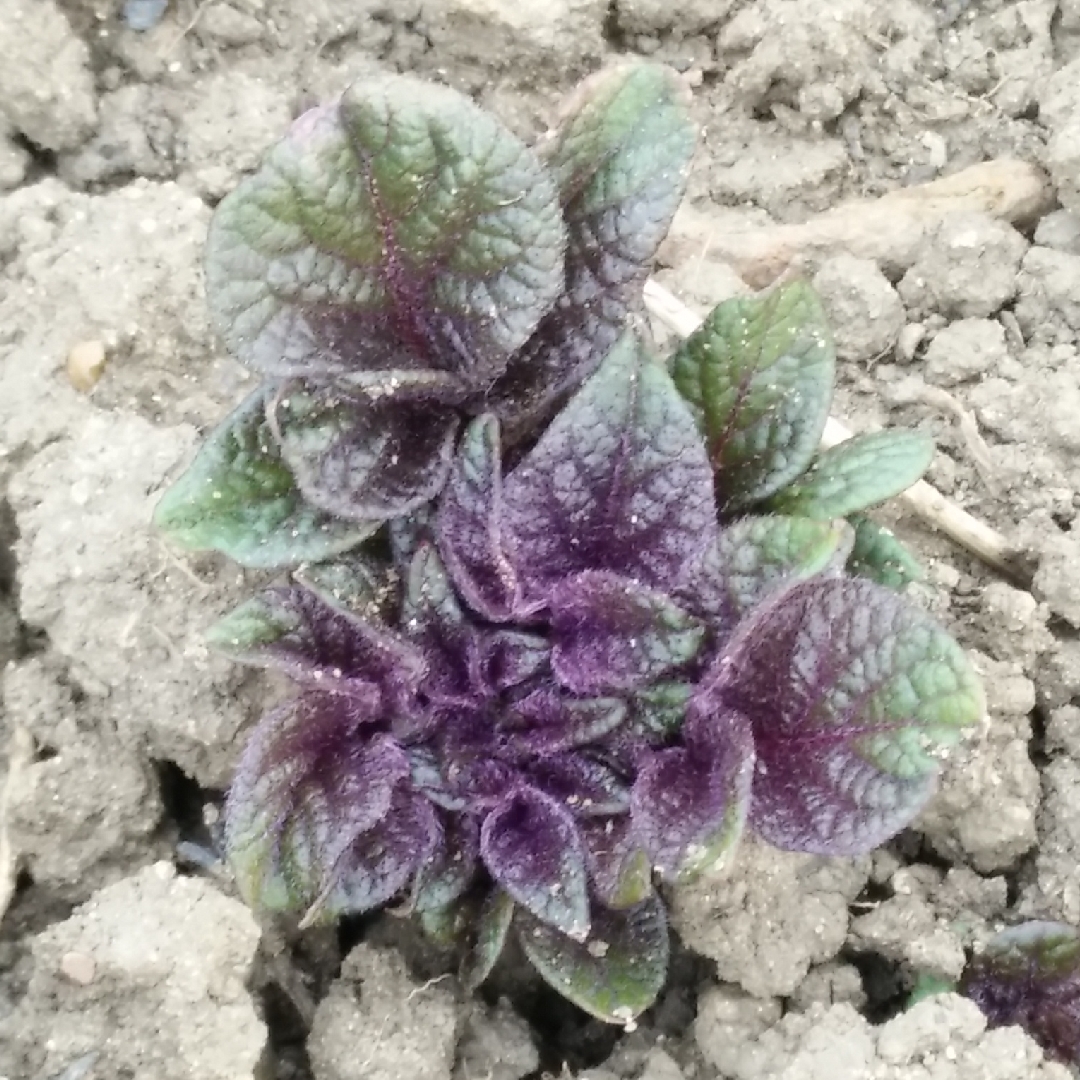 Potato Red Duke of York in the GardenTags plant encyclopedia