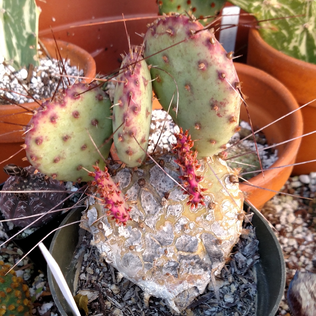 Black-Spine Prickly Pear in the GardenTags plant encyclopedia