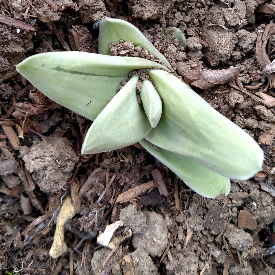 Gasteraloe Green Ice in the GardenTags plant encyclopedia