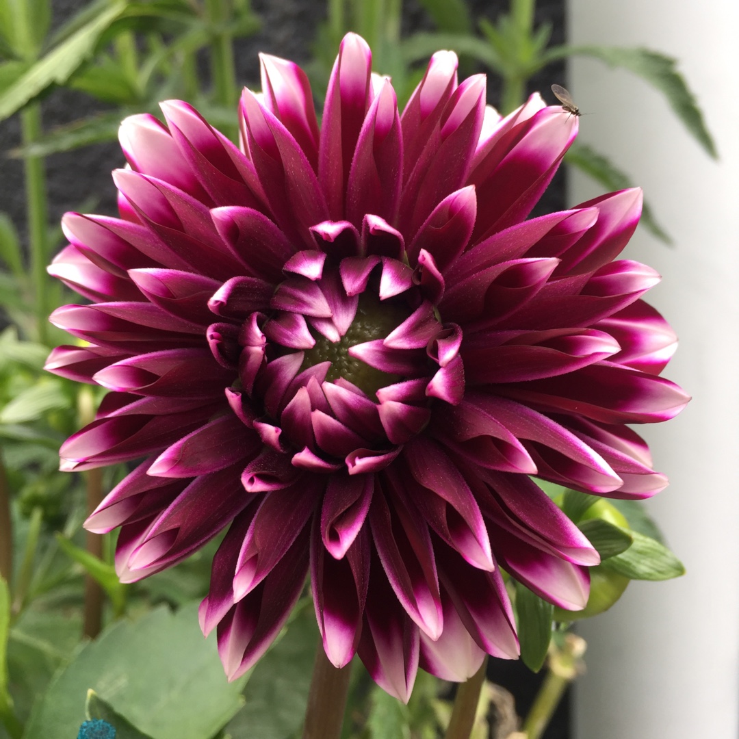 Dahlia Dalina Grande Cancun in the GardenTags plant encyclopedia