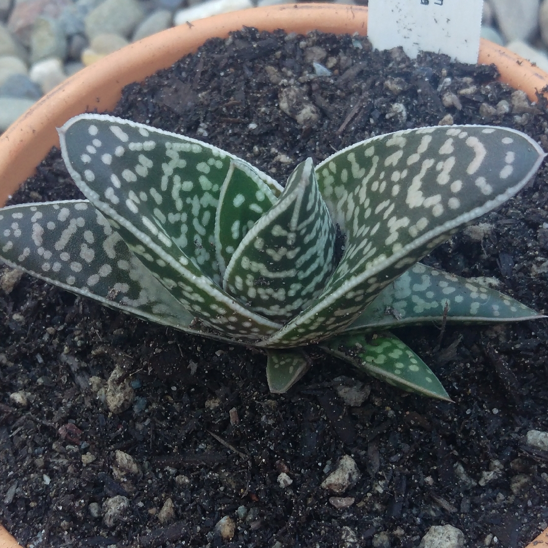 Gasteraloe in the GardenTags plant encyclopedia