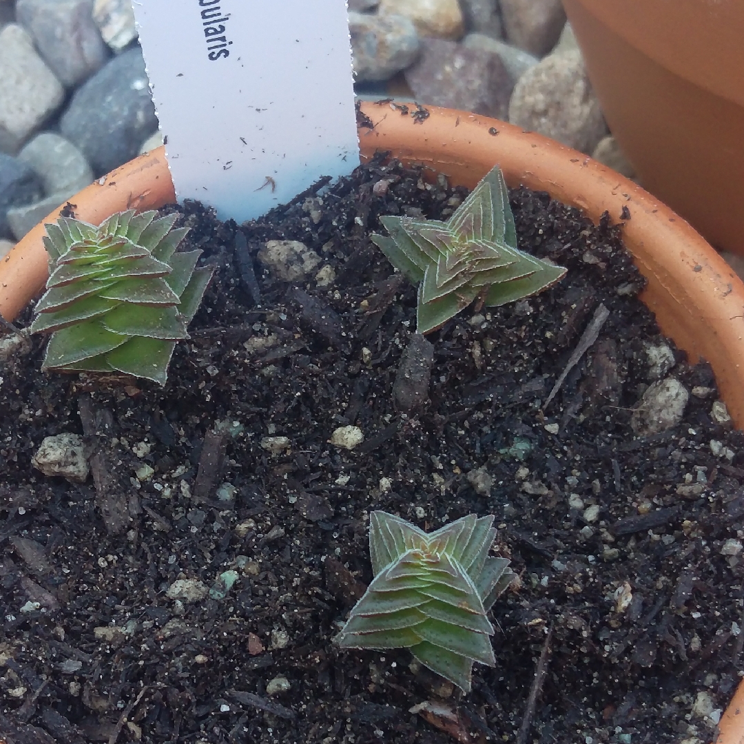 Red Pagoda in the GardenTags plant encyclopedia