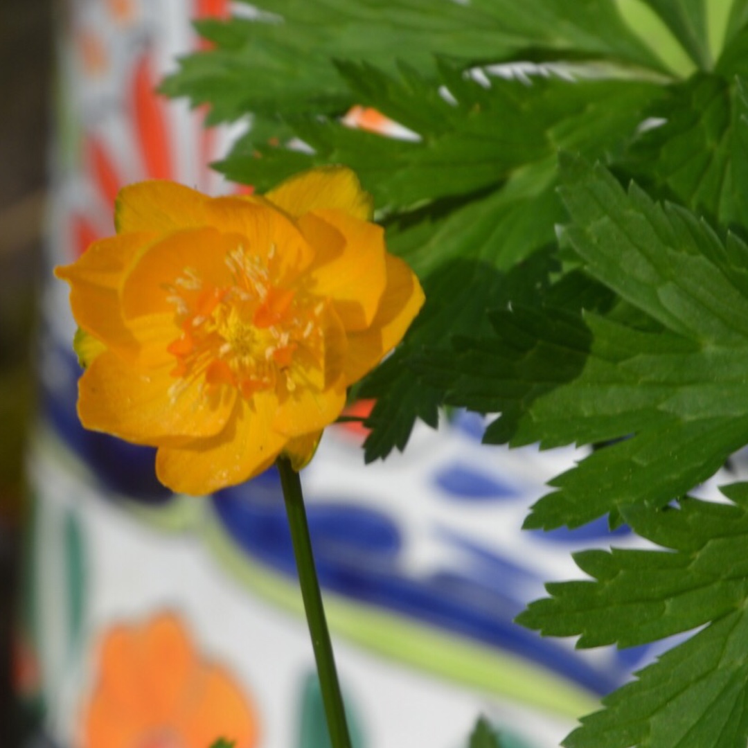 Globe Flower Orange Crest in the GardenTags plant encyclopedia