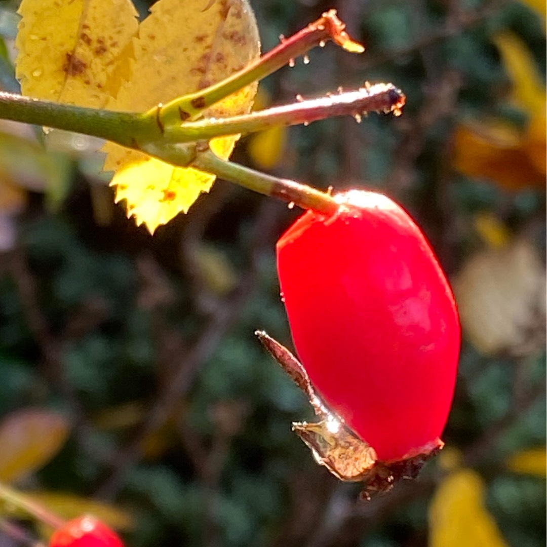 Rose (Species) Arctic Rose in the GardenTags plant encyclopedia