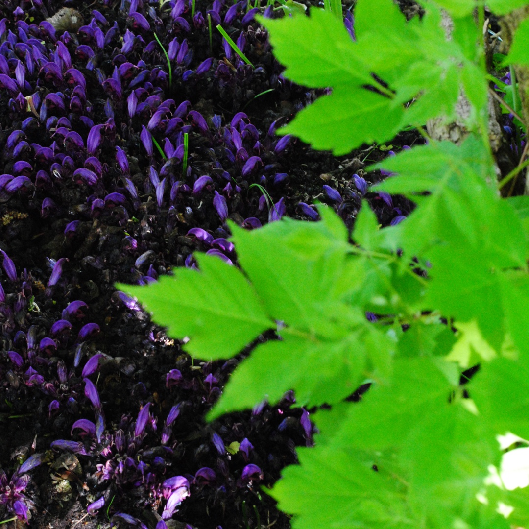 purple toothwort in the GardenTags plant encyclopedia