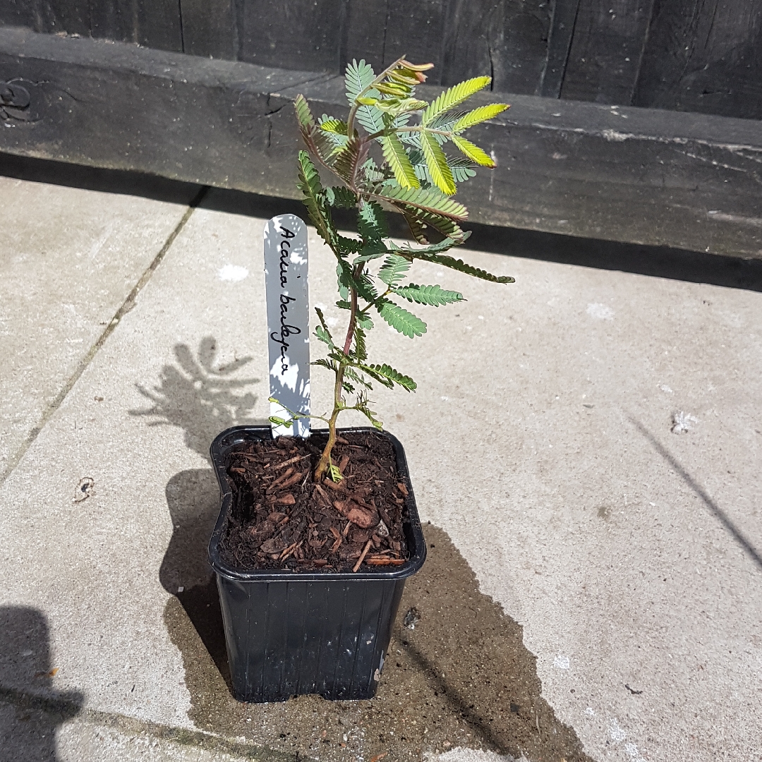 Golden Mimosa in the GardenTags plant encyclopedia