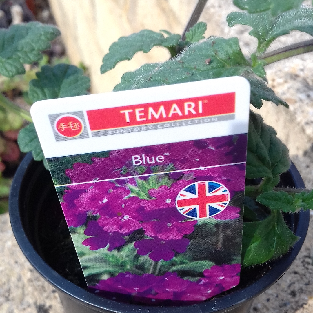 Verbena Temari Blue in the GardenTags plant encyclopedia