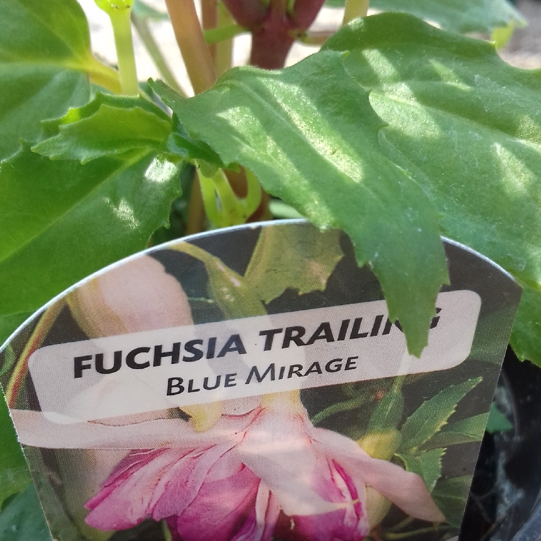 Fuchsia Blue Mirage in the GardenTags plant encyclopedia