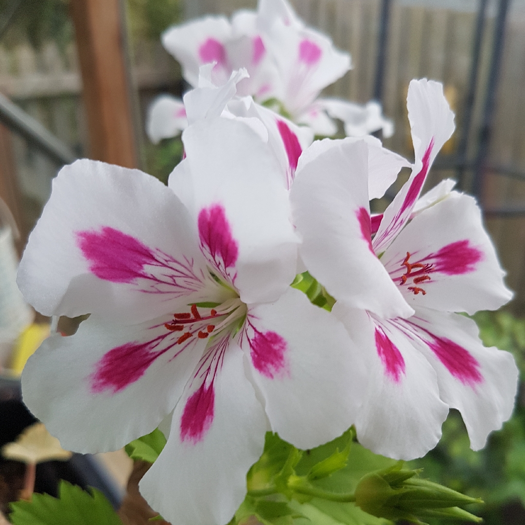 Pelargonium Ritchie (Regal) in the GardenTags plant encyclopedia