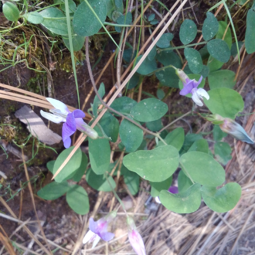 Sierra Pea in the GardenTags plant encyclopedia