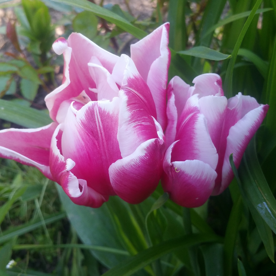 Tulip Toplips (Double Late) in the GardenTags plant encyclopedia