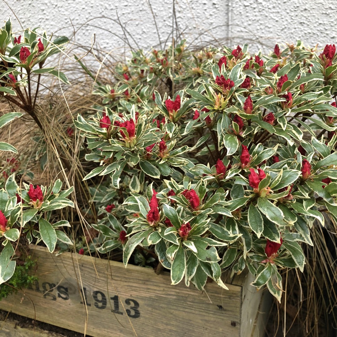 Azalea Girards Hot Shot in the GardenTags plant encyclopedia