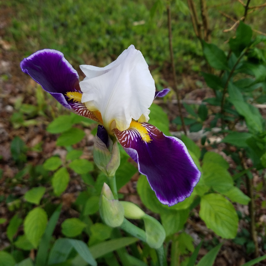 Bearded Iris Wabash (Tall) in the GardenTags plant encyclopedia